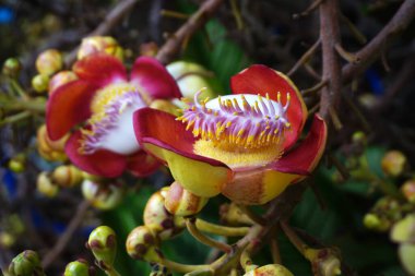 Güzel gülle ağacının fotoğrafı