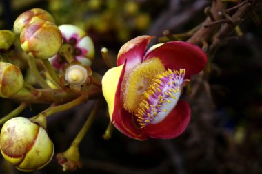 Güzel gülle ağacının fotoğrafı