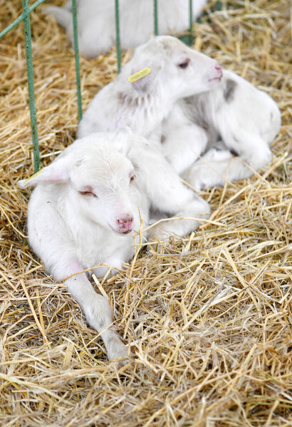 Inca, Mallorca, Spain, 17th November 2022. Lambs at a livestock fair in Mallorca.