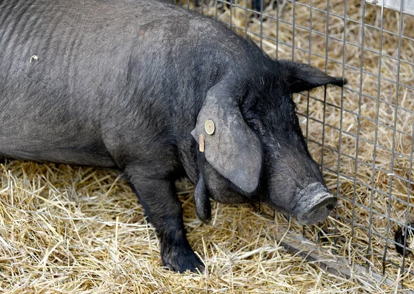 Inca Mallorca Spain November 2022 Black Pig Typical Breed Mallorca — Stock Photo, Image