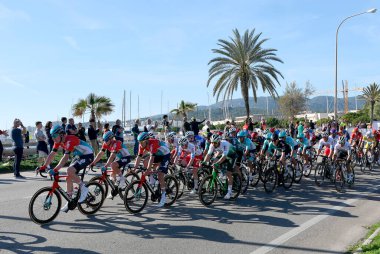 Mallorca yollarındaki bir yarışma sırasında profesyonel bisikletçiler.