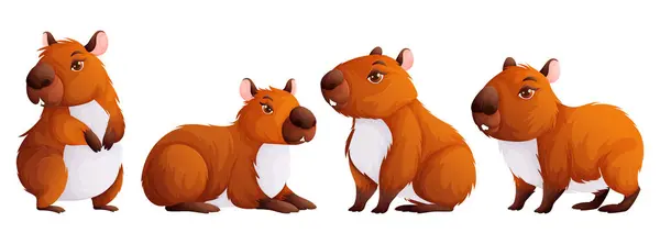 Dört şirin capybaras seti. Yetişkin kapibaraları farklı pozlarda. Güney Amerika 'nın vahşi hayvanları.