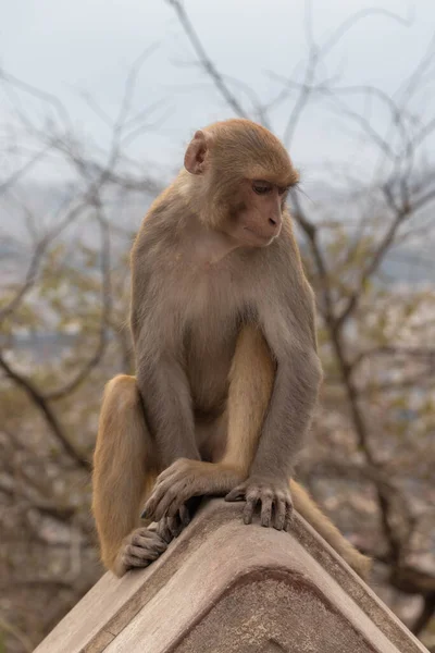 Monkey being sad at Swayambhunath, the World Heritage Site declared by UNESCO, Kathmandu, Nepal