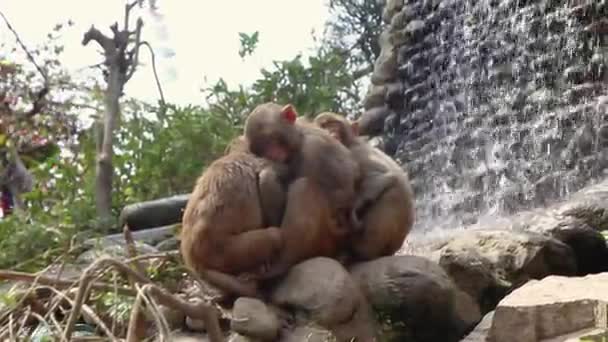 Sueño Profundo Los Monos Cerca Las Cataratas Hechas Por Hombre — Vídeos de Stock