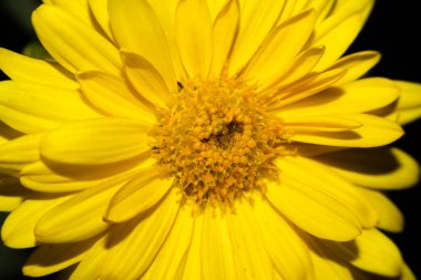 Sarı papatya çiçeğinin yakın plan görüntüsü