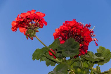 Gökyüzüne karşı kırmızı sardunya çiçeği