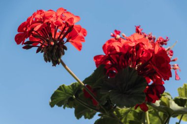 Gökyüzüne karşı kırmızı sardunya çiçeği