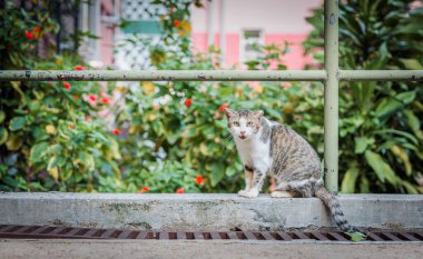 Hong Kong, Kowloon kentsel alanı içinde küçük bir bahçe alanında yalnız bir sokak kedisi.