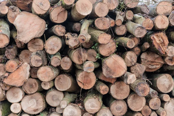 Winter Log trunks pile, the logging timber wood industry. forest pine and spruce trees. nobody