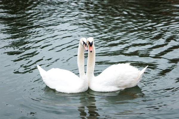 two swans in winter river, Romantic love, outdoor wild