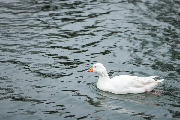 Niedliche Ente Der Themse Winterabend — Stockfoto