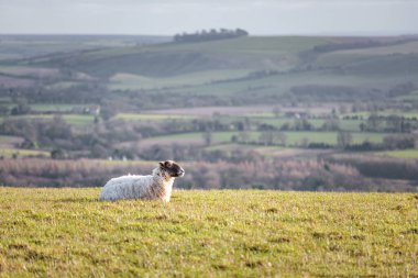 Bir grup koyun çimenlerde dinleniyor, bahar akşamı, İngiltere 'nin güneyinde, gündüz vakti.