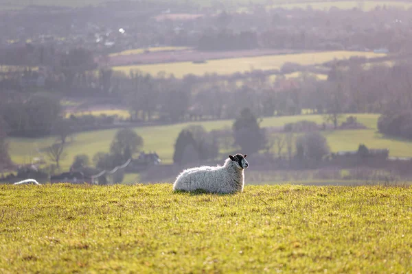 Groupe Moutons Relaxant Sur Herbe Soirée Printemps Sud Angleterre Jour — Photo