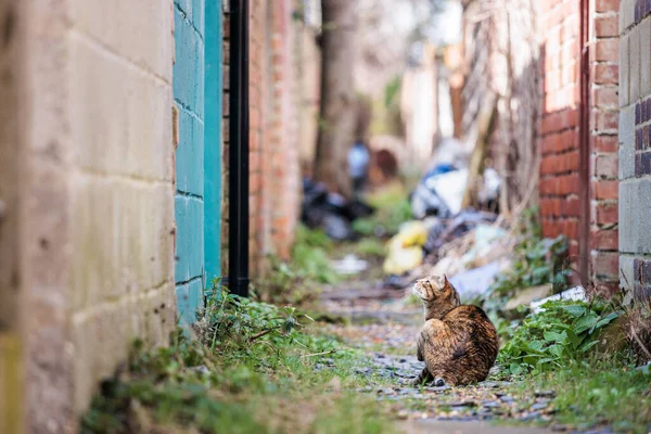 Lonely Stray Cat Neighborhood Small Town England Daytime Outdoor — Stock Photo, Image