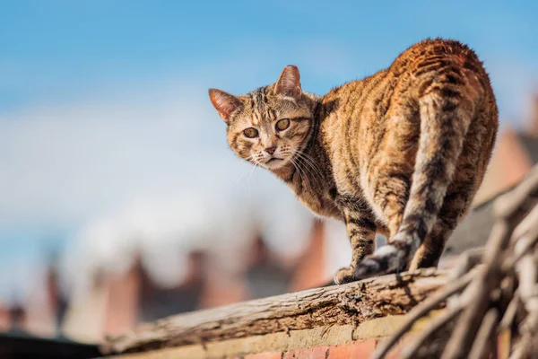 Одинокая Бродячая Кошка Соседству Маленький Городок Англии Дневной Открытый — стоковое фото