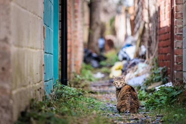 Mahallede Yalnız Bir Sokak Kedisi Ngiltere Küçük Bir Kasaba Açık — Stok fotoğraf
