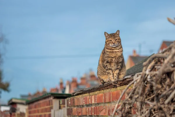 Gato Encantador Sentado Techo Una Casa Día Soleado Primavera Inglaterra —  Fotos de Stock