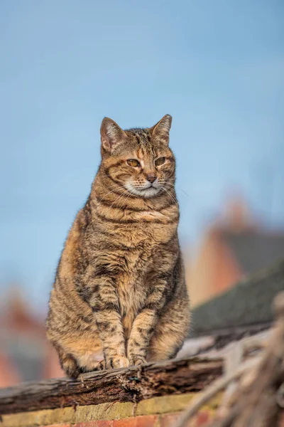 素敵な猫は家の屋根の上に座って 晴れた日 イギリス — ストック写真