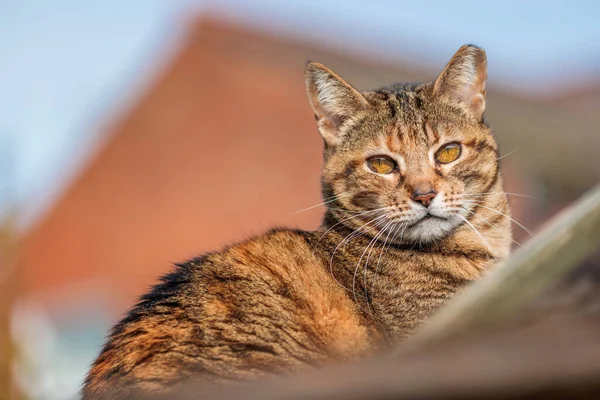 素敵な猫は家の屋根の上に座って 晴れた日 イギリス — ストック写真