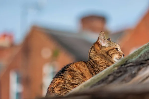 Υπέροχη Γάτα Κάθεται Στην Οροφή Ενός Σπιτιού Ηλιόλουστη Μέρα Άνοιξη — Φωτογραφία Αρχείου