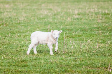 Yavru koyunlar, baharda çayırlar, hiç kimse
