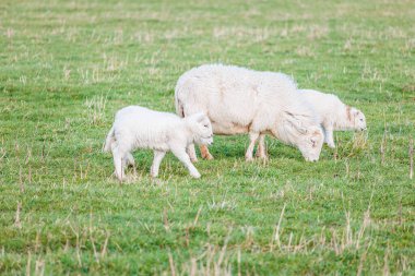 Yavru koyun ve aile çiftlikte, çayır ilkbaharda, Kintbury, İngiltere