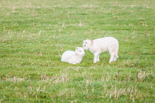 Дитячі Вівці Сім Фермі Луг Навесні Ніхто — стокове фото