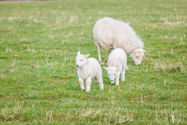 Baby Sheep Family Farm Meadow Spring Nobody — Stock Photo, Image