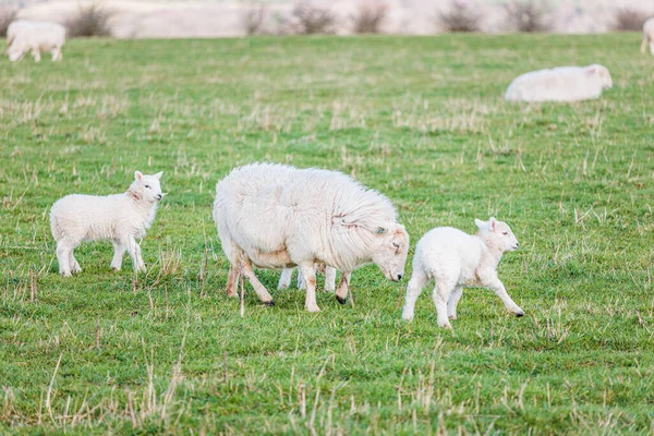 stock image Baby sheep and family in farm, meadow in spring, Kintbury, England