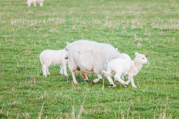 Baby sheep and family in farm, meadow in spring, Kintbury, England