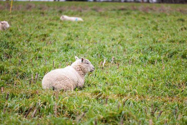 Bir Grup Koyun Çayırda Ngiltere Açıklarında Ngiltere — Stok fotoğraf