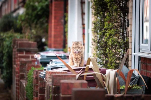 Precioso Gato Doméstico Descansando Frente Casa Tarde Inglaterra Británico — Foto de Stock