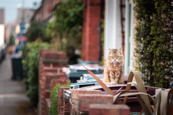 Precioso Gato Doméstico Descansando Frente Casa Tarde Inglaterra Británico — Foto de Stock