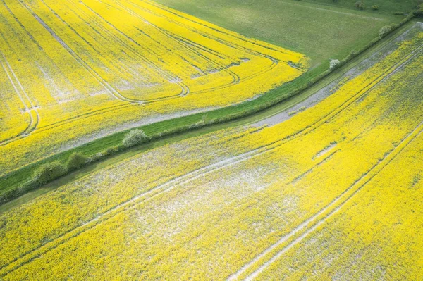 Hermoso Campo Colza Verano Durante Día Nadie Vista Aérea — Foto de Stock