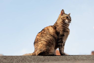 İngiltere 'de bir evin çatısında, yazın ortasında sevimli bir sokak kedisi.