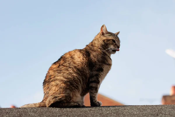 Χαριτωμένη Αδέσποτη Γάτα Στην Οροφή Ενός Σπιτιού Στην Αγγλία Μέρα — Φωτογραφία Αρχείου