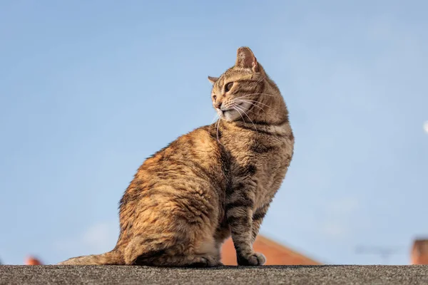 Ngiltere Bir Evin Çatısında Yazın Ortasında Sevimli Bir Sokak Kedisi — Stok fotoğraf