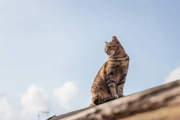 イギリスの家の屋根の上でかわいい野良猫 夏の昼間 — ストック写真
