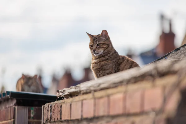イギリスの家の屋根の上でかわいい野良猫 夏の昼間 — ストック写真
