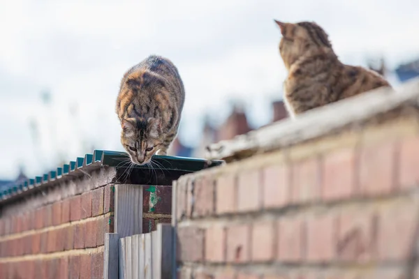 stock image Cute stray cat on roof of a england house, daytime of summer