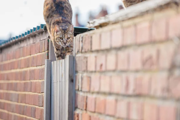 Niedliche Streunende Katze Auf Dem Dach Eines Englischen Hauses Tagsüber — Stockfoto