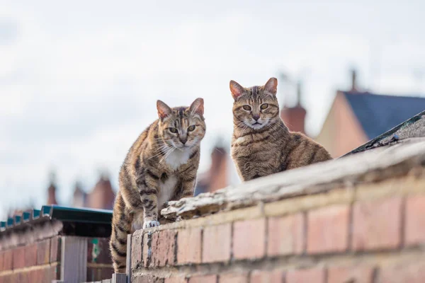 Lindo Gato Callejero Techo Una Casa Inglaterra Durante Día Del — Foto de Stock