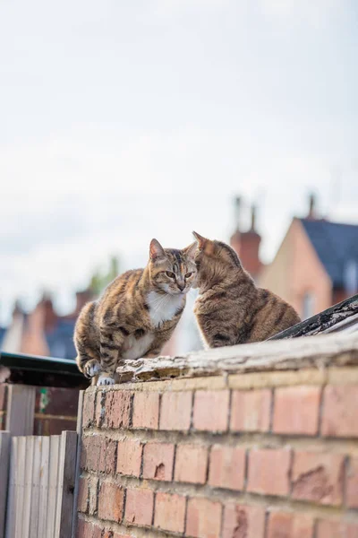 Niedliche Streunende Katze Auf Dem Dach Eines Englischen Hauses Tagsüber — Stockfoto