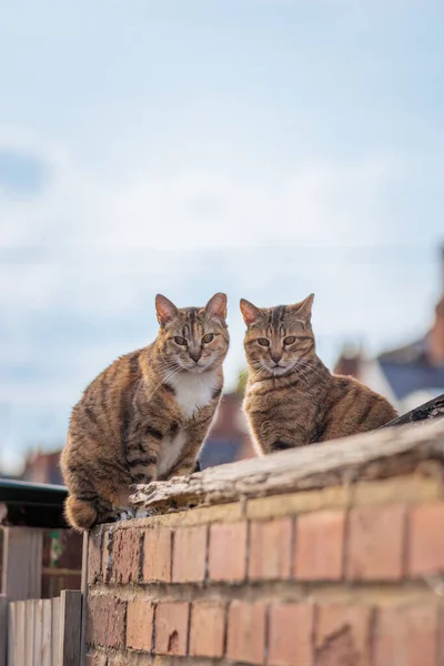 Gato Vadio Bonito Telhado Uma Casa Inglaterra Durante Dia Verão — Fotografia de Stock