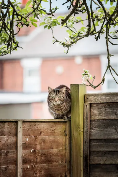 Χαριτωμένη Αδέσποτη Γάτα Στην Οροφή Ενός Σπιτιού Στην Αγγλία Μέρα — Φωτογραφία Αρχείου