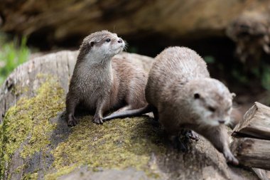 Bir çift su samuru, bir ağaç kütüğünün üzerinde dinleniyor, su havuzu yakınında, gündüz vakti vahşi yaşam.