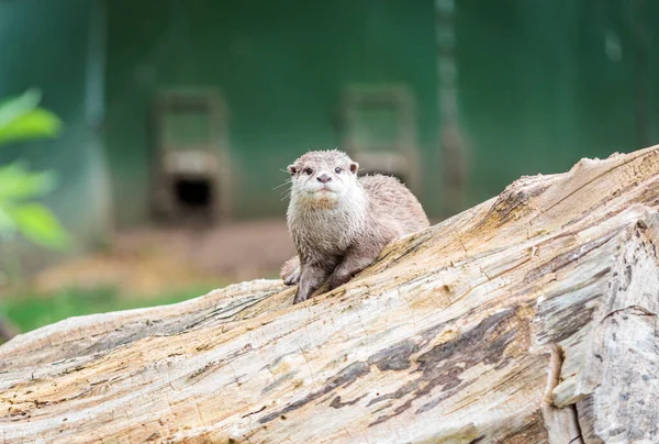 Cute Otter relax on a tree log, near a water pool, daytime in zoo