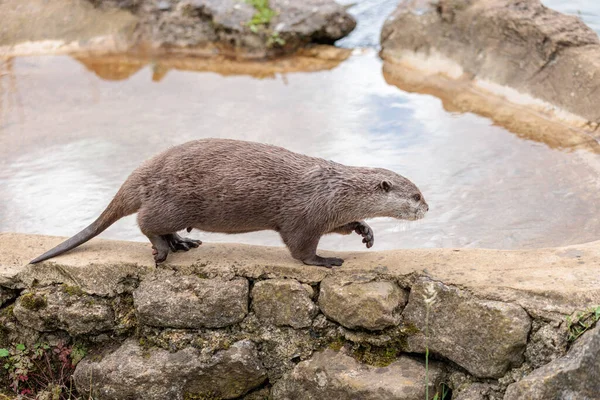 Cute Otter walking along the pool side, daytime in zoo