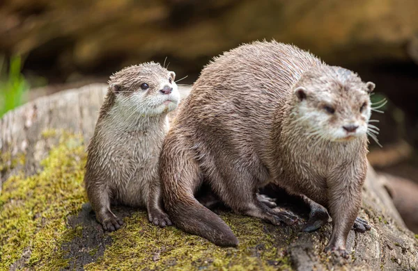 Bir çift su samuru, bir ağaç kütüğünün üzerinde dinleniyor, su havuzu yakınında, gündüz vakti vahşi yaşam.