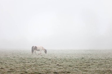 Çayırdaki atlar, sisli kış sabahı, İngiltere, gündüz vakti